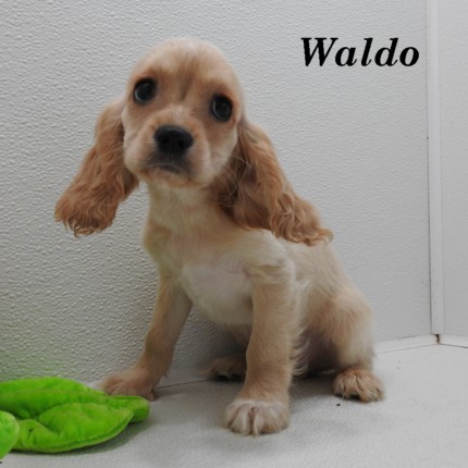 puppy, for, sale, Cockilear, Joe & Cherri  Overlease, dog, breeder, Miller, MO, dog-breeder, puppy-for-sale, forsale, nearby, find, puppyfind, locator, puppylocator, aca